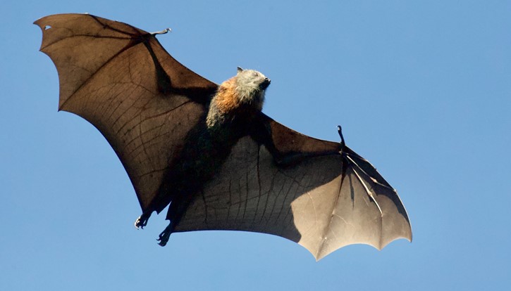 Flying bat